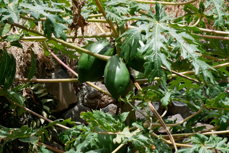 P1010330 960x640